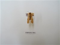 藏品(棍棒污燈蛾)的圖片